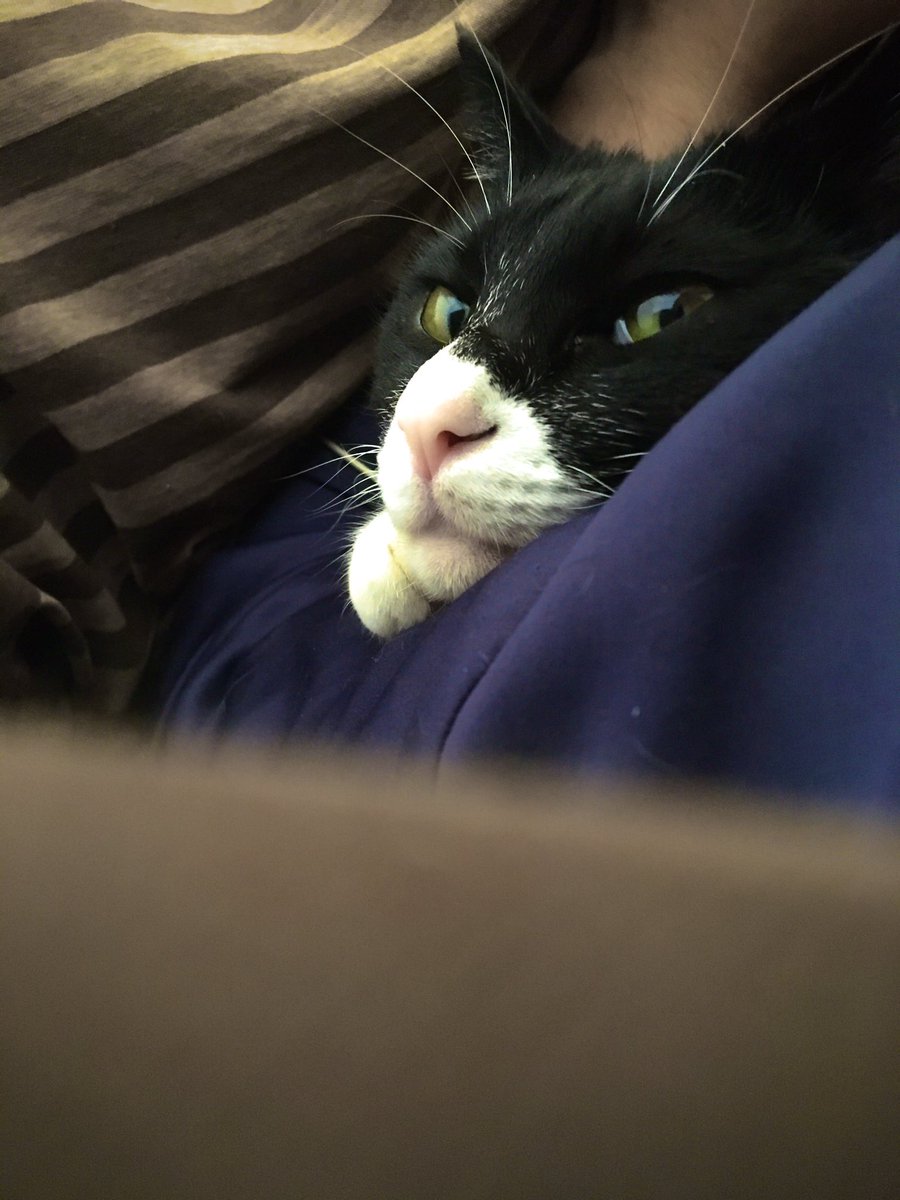 343lab's tweet photo. 猫の日、家に帰るとうちの猫は勝手にチャオチュールを食べていました。
数年前は猫の日なんて言ってなかったと思うけど、こうやってまた一つ何かが変わっていくんですね。
##343lab. #さしみ #子猫 #ハチワレ #ネコ #猫 #猫の日 #写真好きな人と繋がりたい #iPhotographer #FromiPhone #iPhone https://t.co/Cz28k9EJAT