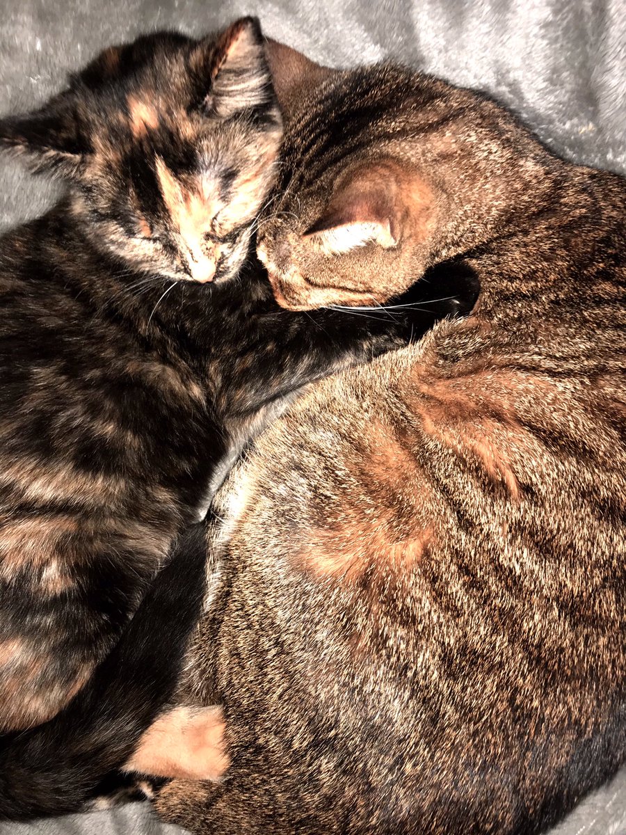 where_da_catnip's tweet image. Omg Luna was sooo small !!! Where did the time go!