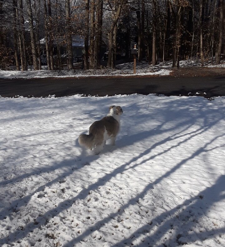 WakefieldES's tweet photo. Snow days are the best! #snowdogs #snowdonuts @WakefieldStrong @NorthernAreaWC @WCPSS https://t.co/xsOxCbnKIX