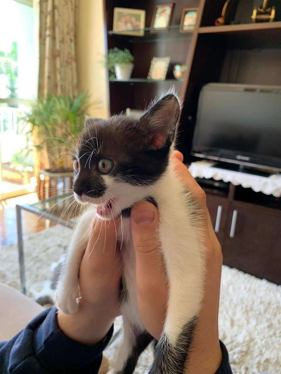 poorlycatdraw's tweet image. she has teef and she is loud