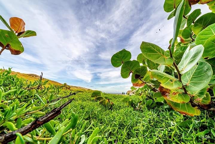 So much beauty to see and through so many different sets of eyes. How do you see Barbados? #Views #ExploreBarbados #ShareBarbados #SugarBayBarbados📷@RupertDaSilva