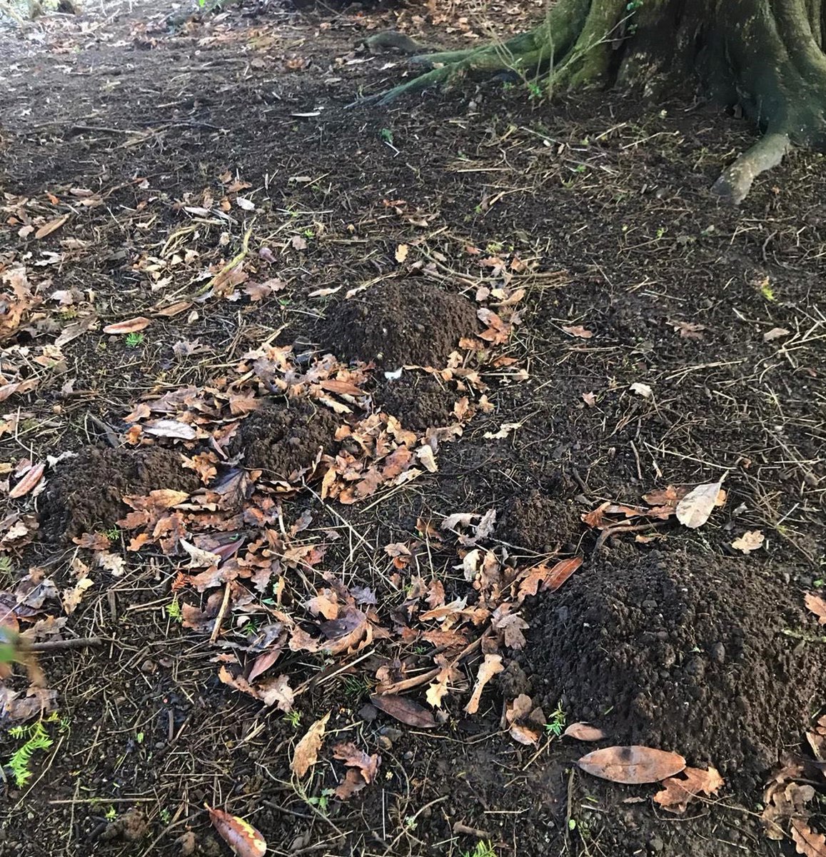 Fingask Castle tweet media