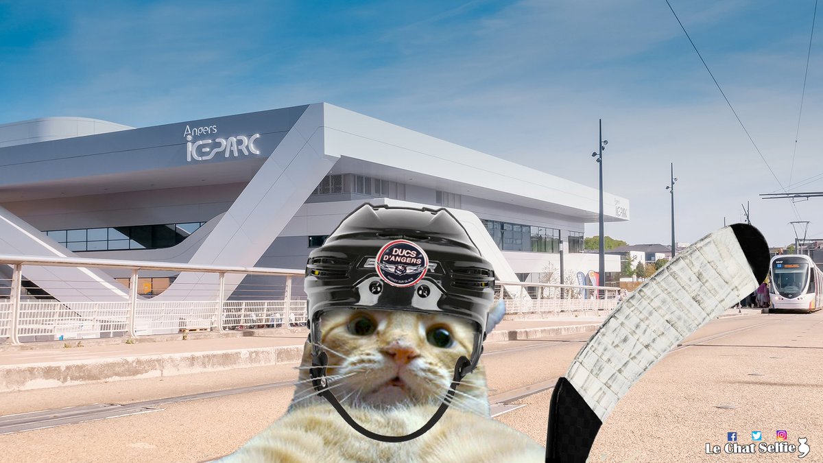 ⚠️ Attention Chat glisse ! 😹 #Angers #Iceparc #SportAngers (une création @l_Angevin_media)