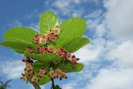 Terciopelo o pica pica - Sloanea terniflora - MundoForestal