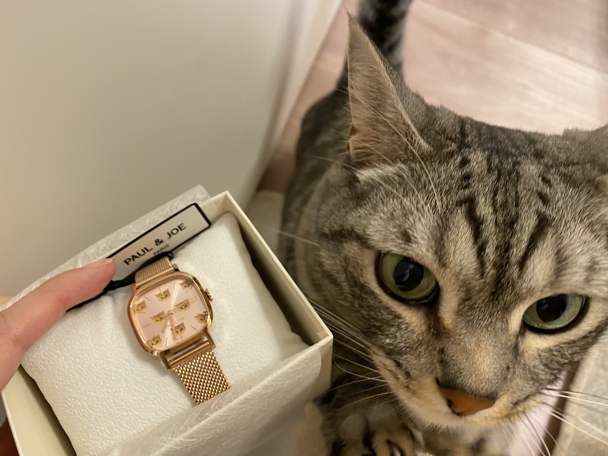 Osawa Watch Osawawatch Twitter