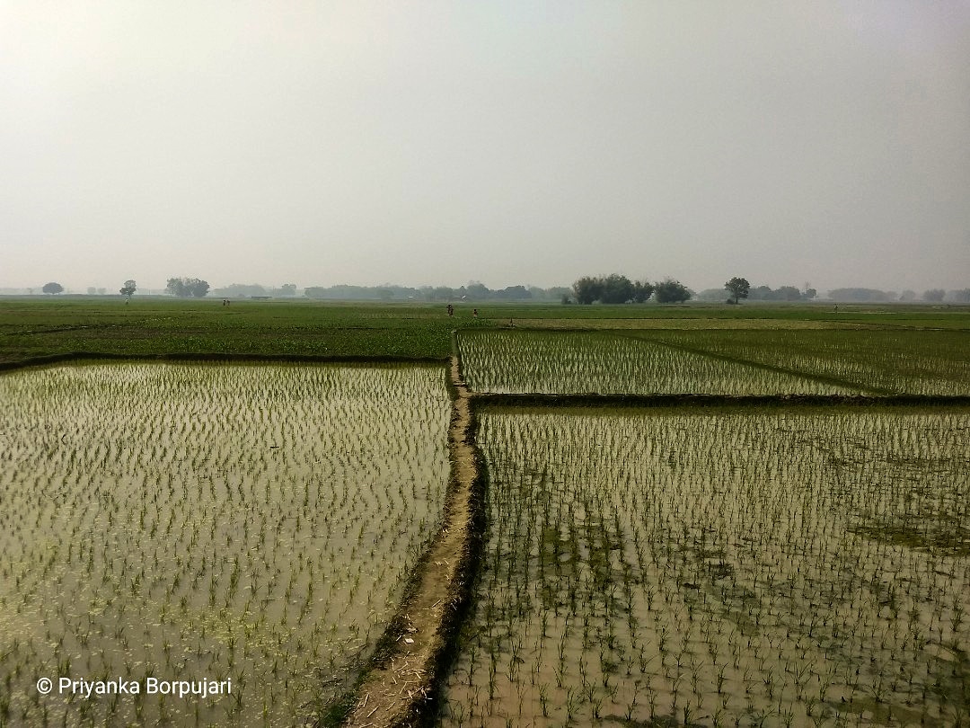 पगडंडी But is there any English word as beautiful to describe such farm paths?Damdama, Bihar.I'd slow my pace, reminiscing that delicate song featuring Akshaye Khanna & Pooja Bhatt from the movie "Border", each time I'd walk past a पगडंडी while on the  @outofedenwalk #EdenWalk