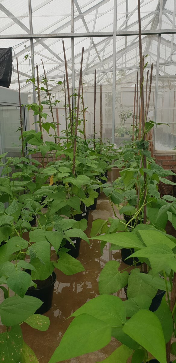 Niab (@niabgroup) on Twitter photo More from our staff in Colombia: Disease testing on Phaseolus accessions in one of the glasshouses at <a href="/BiovIntCIAT_eng/">Alliance of Bioversity International and CIAT</a>. NIAB will be undertaking additional disease tests on hybrid bean populations in the near future, searching for new sources of improved resistance #hybridbeans More from our staff in Colombia: Disease testing on Phaseolus accessions in one of the glasshouses at <a href="/BiovIntCIAT_eng/">Alliance of Bioversity International and CIAT</a>. NIAB will be undertaking additional disease tests on hybrid bean populations in the near future, searching for new sources of improved resistance #hybridbeans