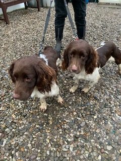 springer spaniels for adoption near me