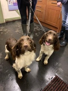 cocker spaniel rescue north west