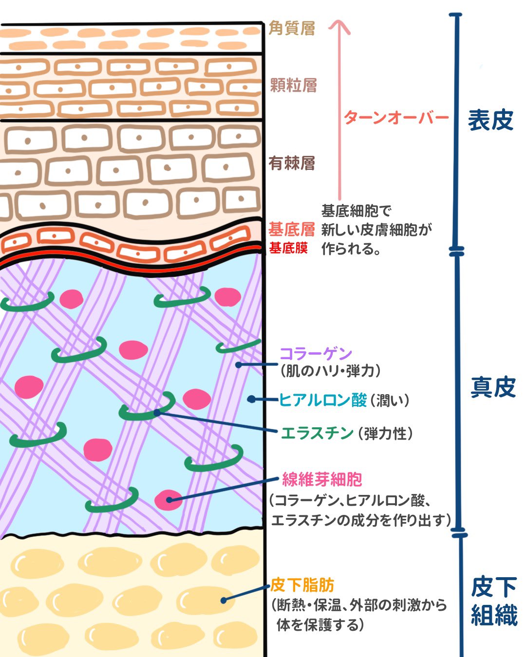 ゴロ 解剖生理イラスト Twitter પર イラストで分かる 皮膚の構造 表皮 真皮 皮下組織