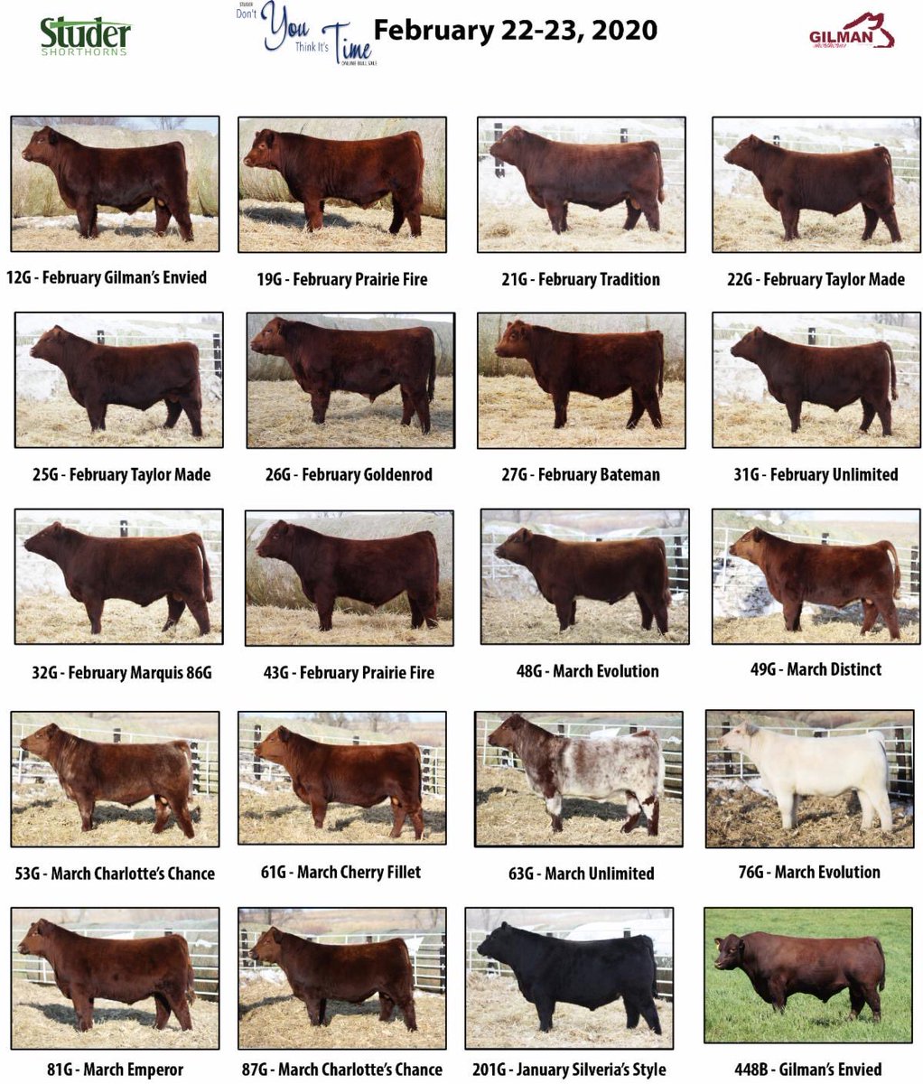 Studer Shorthorns tweet media