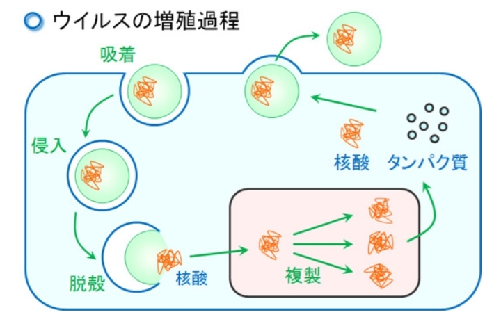 親水基