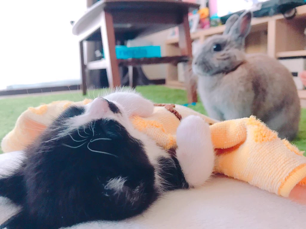 @ViennaDoLL 子猫を見守るうさぎさん🐰🐱 