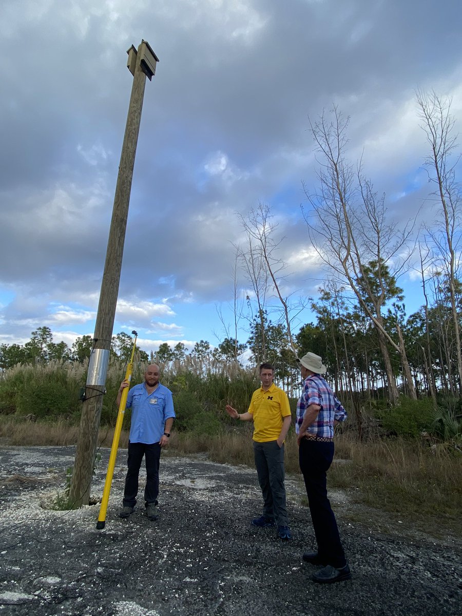 Melqui @mgambarios and @jonrflanders showing a hurricane proof bat box used by endangered Florida bonneted bats 🦇 to Dr Brock Fenton - our newest board member of @BatConIntl ! We watched 16 bats emerge at sunset.