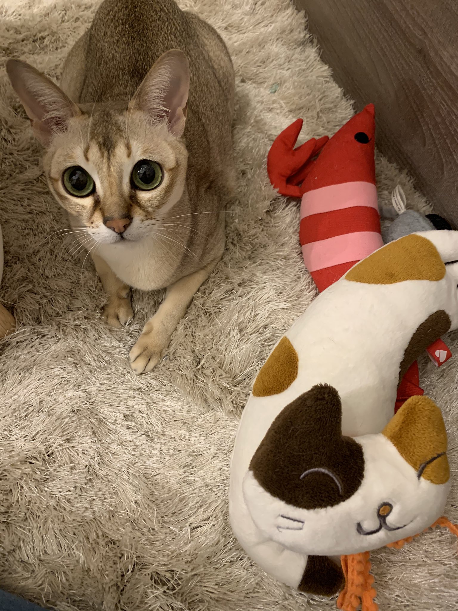 ねこまま♡ 楽天市場】【本品P10倍】ねこ肯定感 抱きまくら Lサイズ みけね