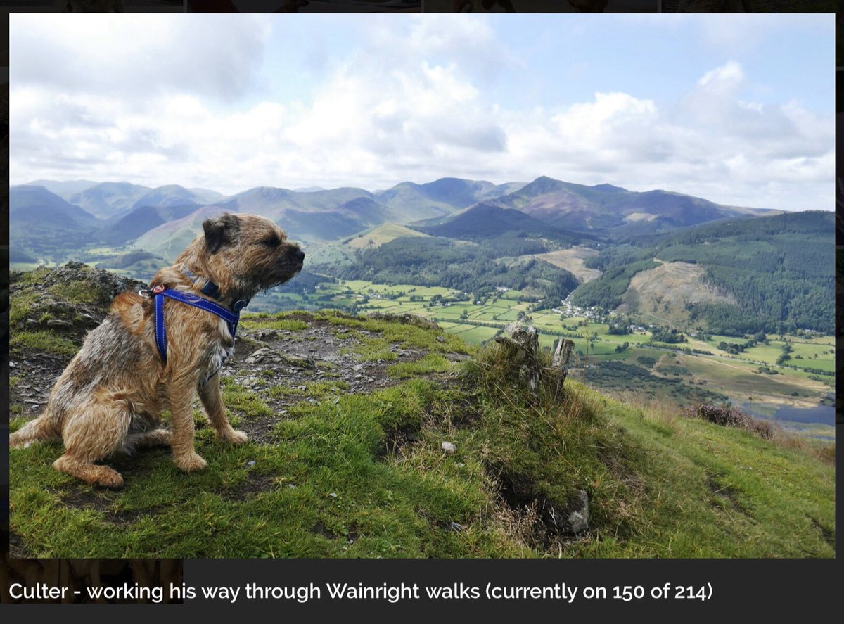 Did you know today is #WalkingTheDogDay?  We love to see your #BorderTerriers out and about like Culter here, one of our WebStars!
Share pics of your fave walk 🦮
#BTLife #BorderTerrier