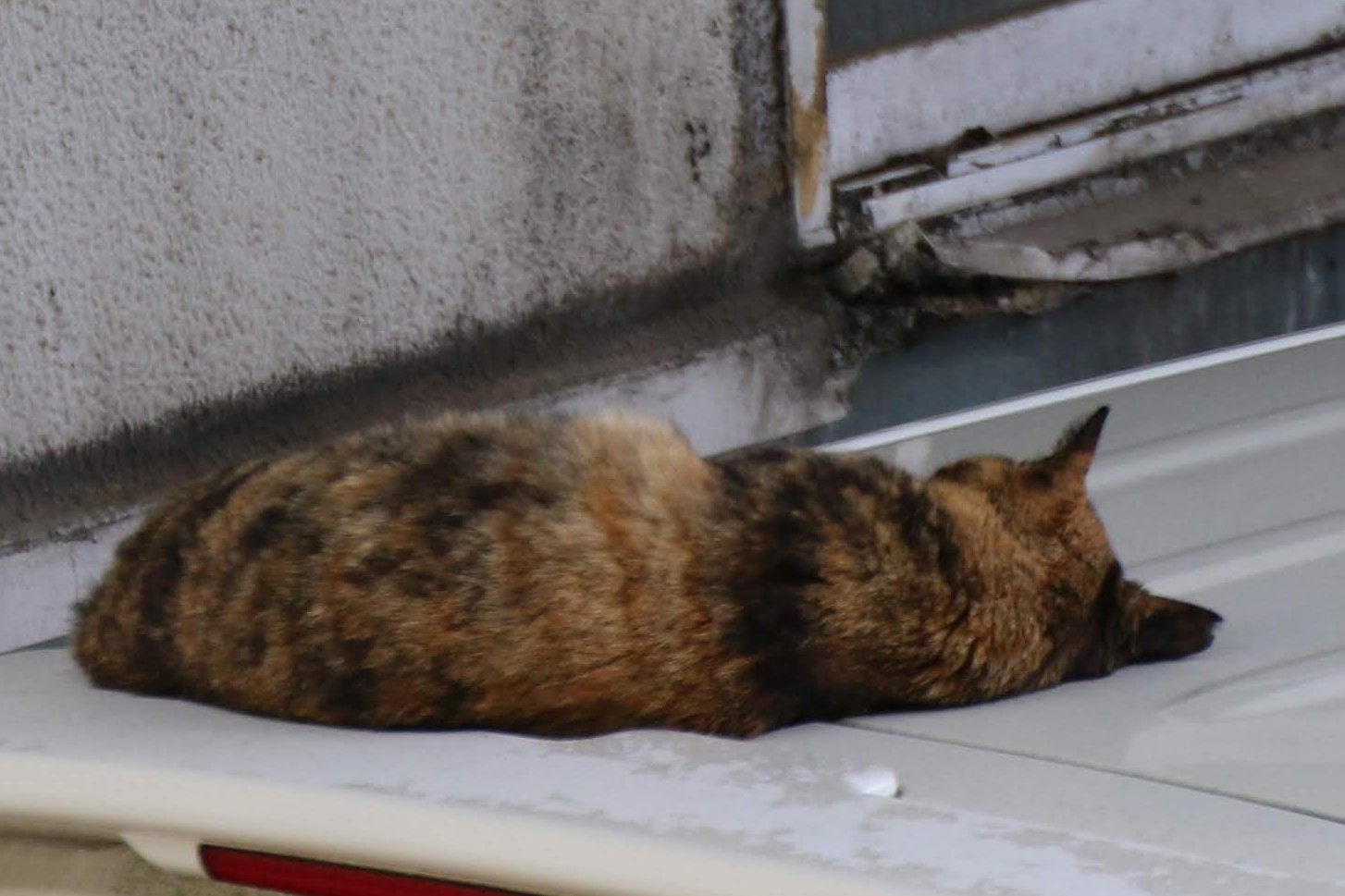 Ohzisun ふて寝ねこ 猫の日 T Co Wdwd0olzvm Twitter