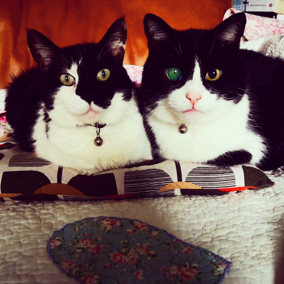 louclarkie's tweet photo. This is a first! Got #Georgie and #Jack sitting together and both looking at me! #catsofinstagram #cattitude #Splott #cardiff #caturday #tuxedocat #catlife #cat #cats #blackandwhite #catsofsplott #catstagram #catlovers #catlife https://t.co/bSRxY2swLJ