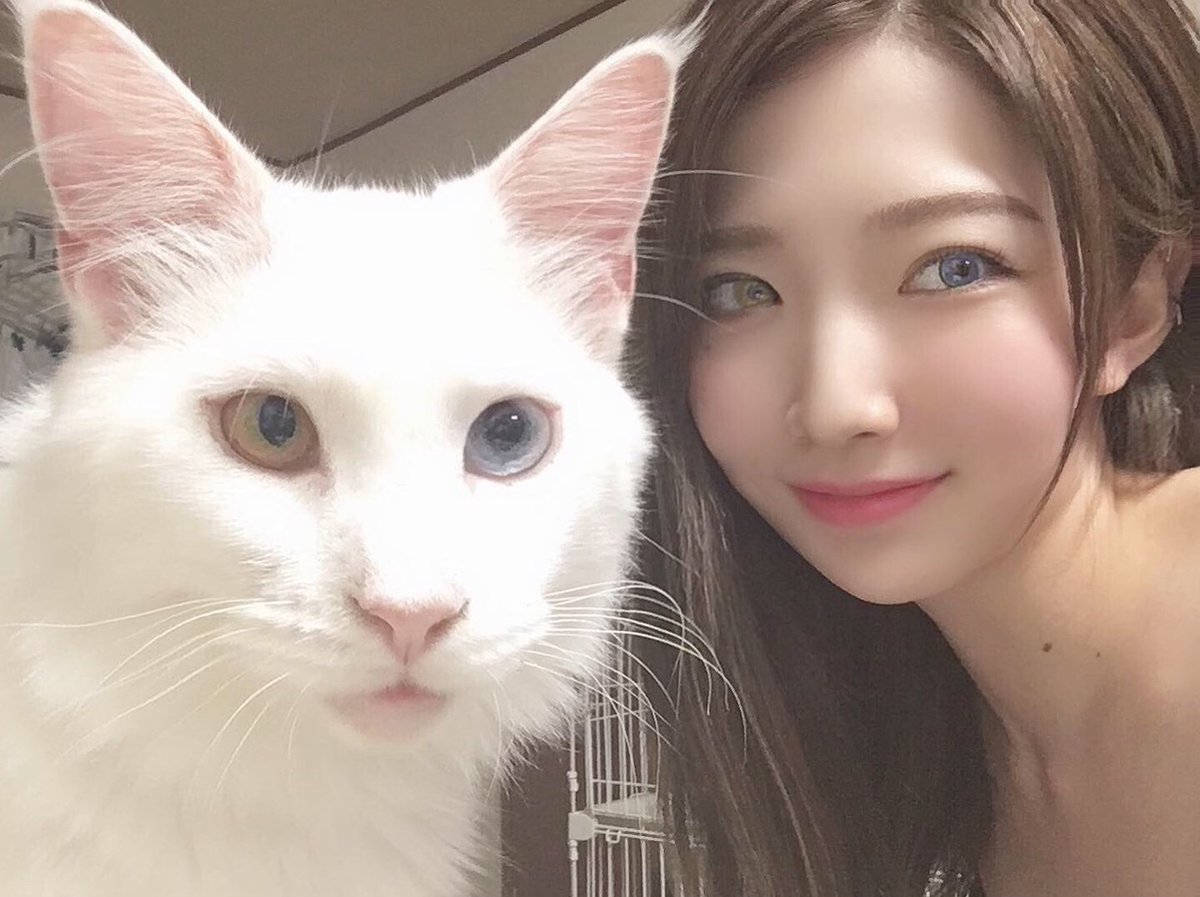 Uzivatel White Lab Na Twitteru 猫の日 キャットブリーダーによる猫写真 横ver ノルウェージャンフォレストキャット メインクーン 白猫 オッドアイ 猫 子猫 猫の日 犬 動物 小動物 家族 ペット ブリーダー ホワイトラボ 可愛い エキゾチックアニマル