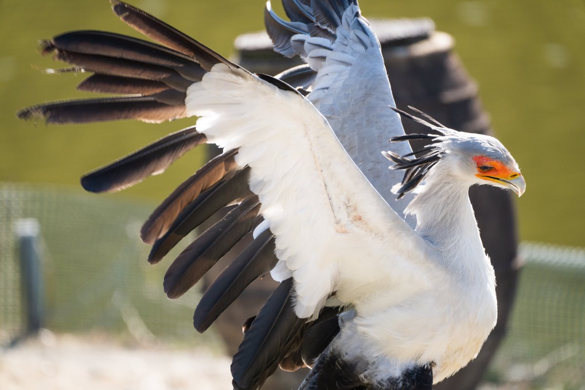 掛川花鳥園のヘビクイワシが美しい Togetter
