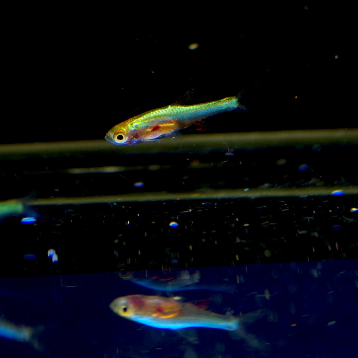 ট ইট র フィッシュジャパン 新着魚 ラスボラ アクセルロディ ブルー 体長 2 5センチ 透明な体にブルーを中心に カラフルな色がのっています 飼いこむことで色合いが深く出てきます ラスボラ 熱帯魚 熱帯魚水槽 アクアリウム アクアリウム初心者 ট ইট র フィッシュジャパン 新着魚 ラスボラ アクセルロディ ブルー 体長 2 5センチ 透明な体にブルーを中心に カラフルな色がのっています 飼いこむことで色合いが深く出てきます ラスボラ 熱帯魚 熱帯魚水槽 アクアリウム アクアリウム初心者