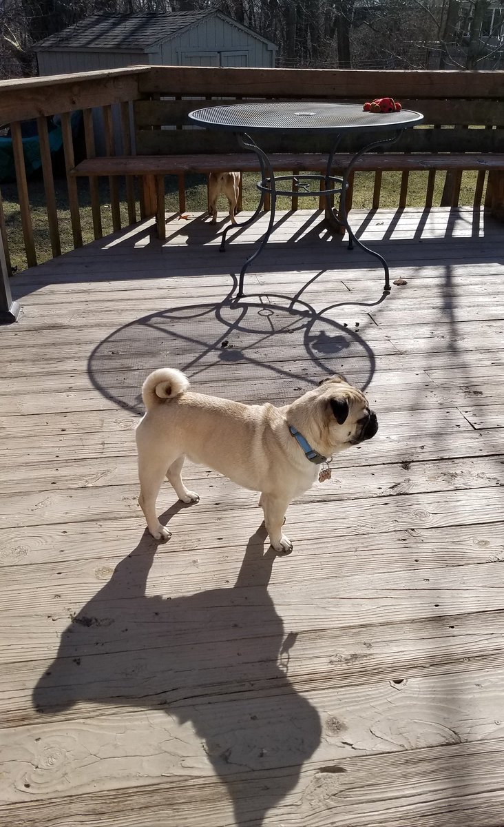 LiamWonderPug's tweet photo. @bumblesnot See? There's my shadow, me, Jack's butt and all the toys I left outside that were discovered when the snow melted. They have to go to dry out. (Some π© here and there too) π #verymuddy https://t.co/ciJiemiFBu