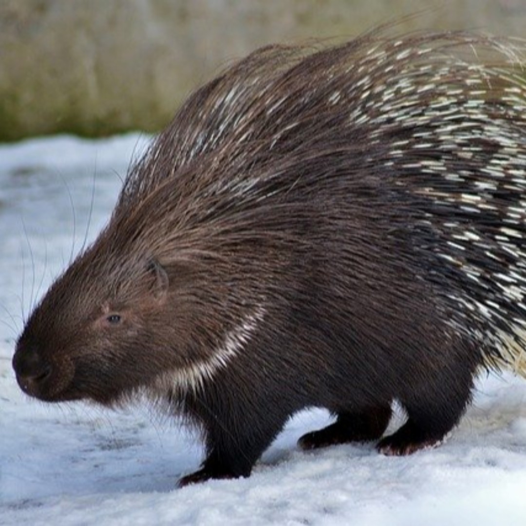 Forest_Society's tweet photo. Did you know there are nearly 30 species of porcupines worldwide? Find out more about these prickly mammals next week: WEDNESDAY, Feb. 26 at 6 PM in Bethlehem as part of the Bretzfelder Park Winter Education program. https://t.co/yc3n5jsQft #ForestFriday #nhoutdoors #winterinNH https://t.co/7nfcGwWvoB