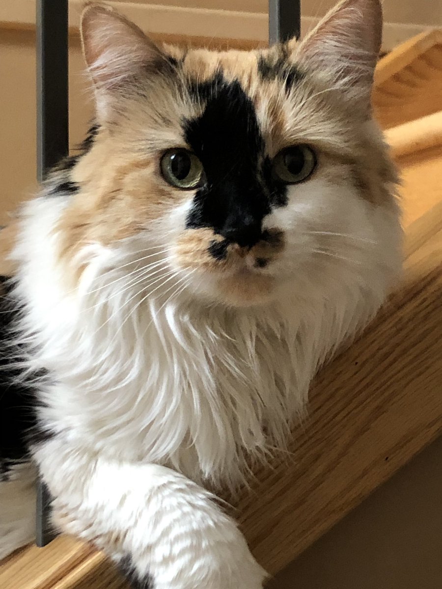 jacquiesurgenor's tweet photo. Because nothing resets a day like a picture of a cute cat. #shpk #avoidingreality https://t.co/3b4uDmZ196