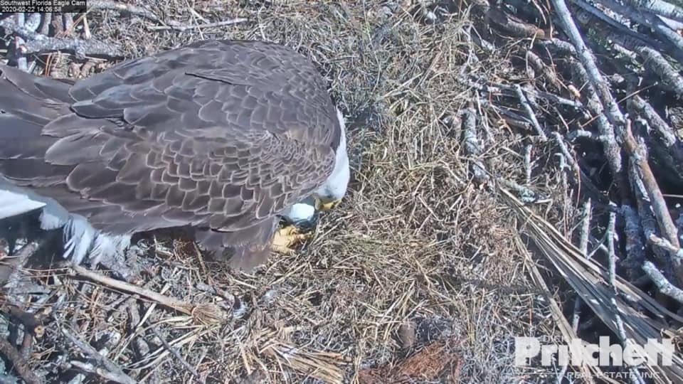 SWFLEagleCAM's tweet photo. WE HAVE AN EGG! 38 days after losing E14, our eagle family has re-clutched and now have a new egg in the nest. How amazing is Mother Nature?! https://t.co/YBIKaaUcaX https://t.co/wfoyYN2zc7