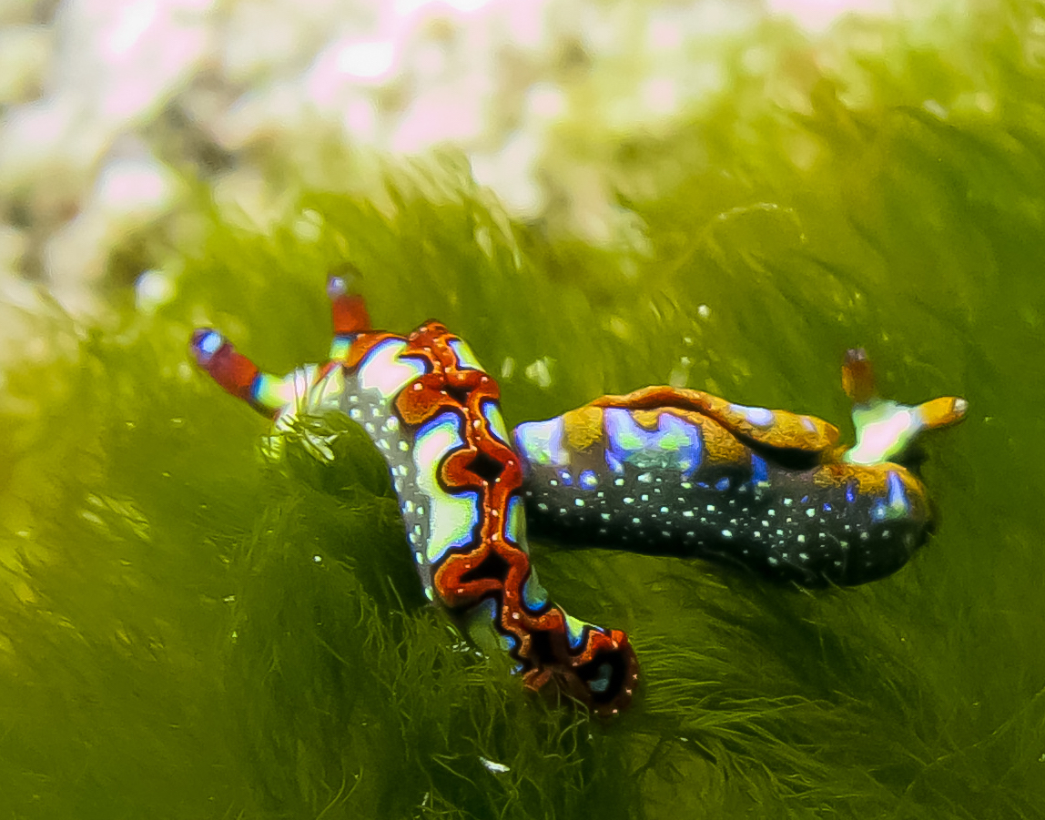 DiveParadise_Cozumel tweet media