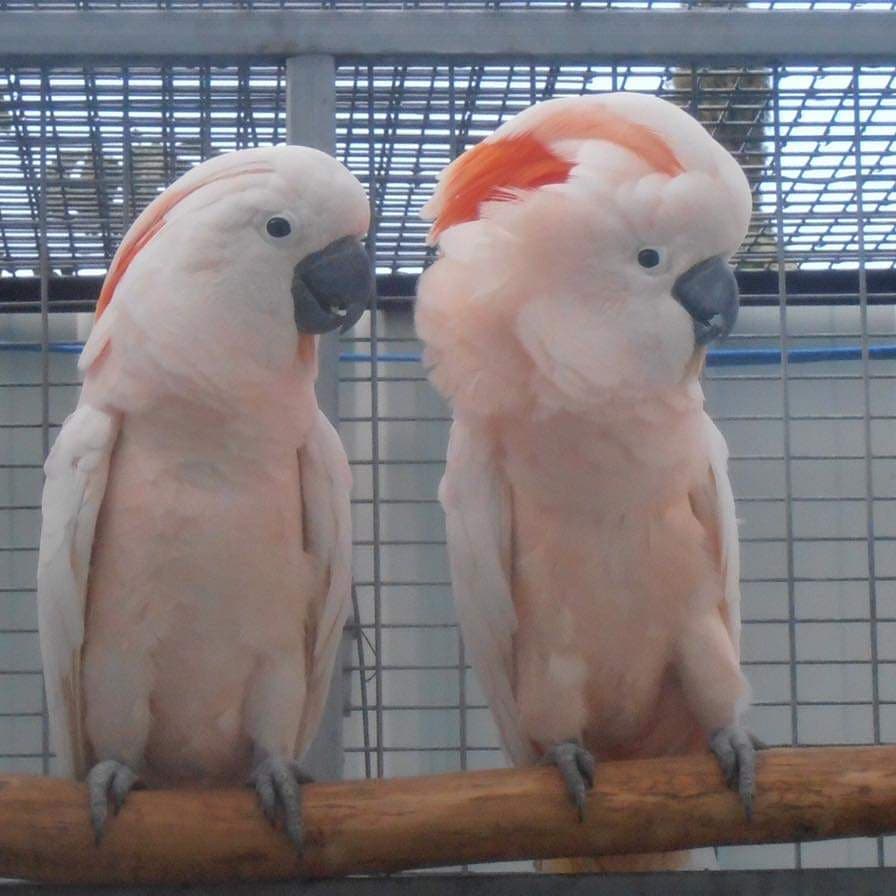 exotic birds with eggs for sale (@oliviah32162186) on Twitter photo 