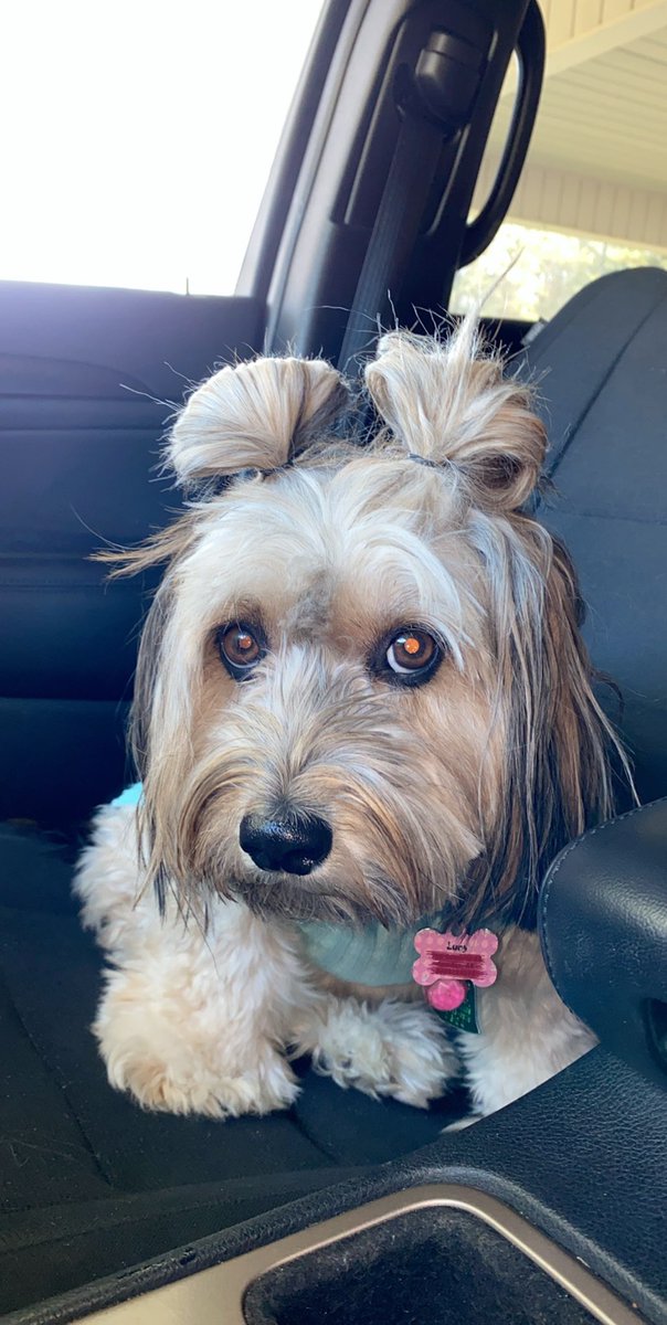 K_Mantooth's tweet photo. Put my chunky monkey on a diet this week, and now this is the face she gives me now that she no longer gets table foods. She knows how to break your heart🙃 https://t.co/flvd4LGxlU