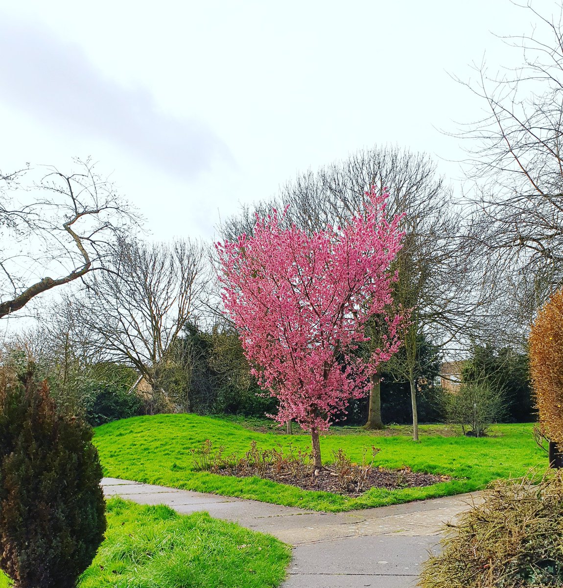 ColchesterGirl1's tweet image. Love this photo I took earlier today on St John's! "Always try and be the pink tree" 💕#colchester #pinktree