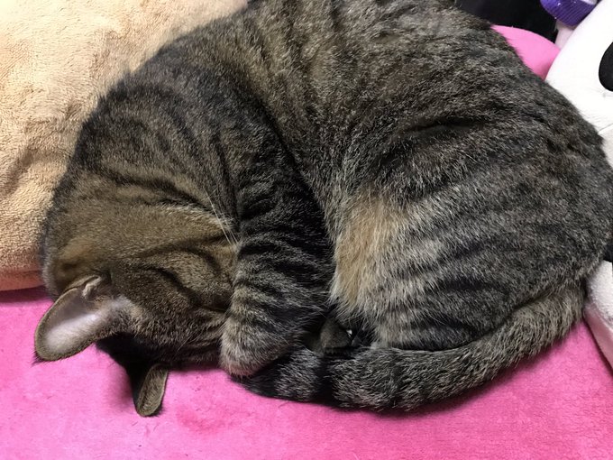 とろネコチャレンジのtwitterイラスト検索結果