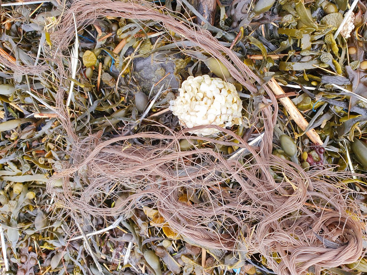 ArjaKastelein's tweet photo. #aangespoeld aan de #waddenkust #dezeekust #wadden #werelderfgoed #waddenzee #wad #fryslân #wulk #eikapsel #schelpen #schildzeekat #waterlandfriesland #genieteninfriesland #ikhouvanfryslân https://t.co/GdH56y4kDf