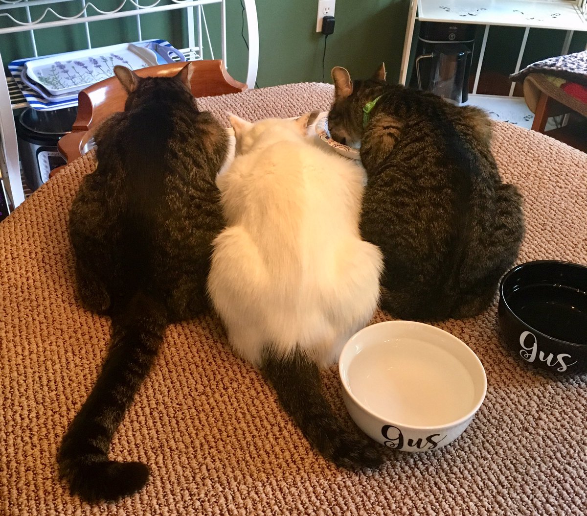 Happy 2/22! 🐈🐈🐈