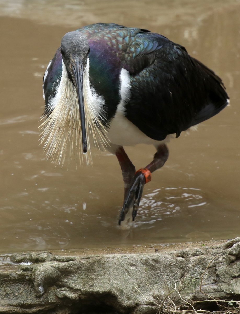 MiriamHaas11's tweet photo. Straw Necked Ibis @exmoorzoo #ibis https://t.co/4lMO67P9hF