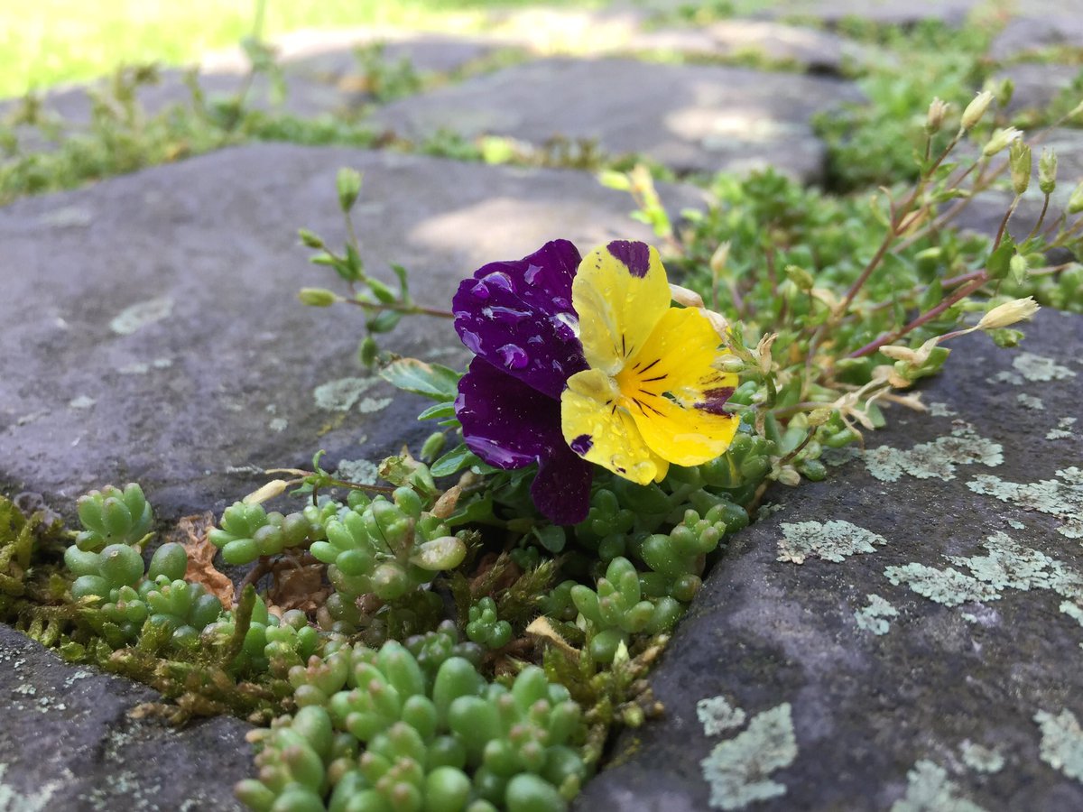 biene & natur tweet media