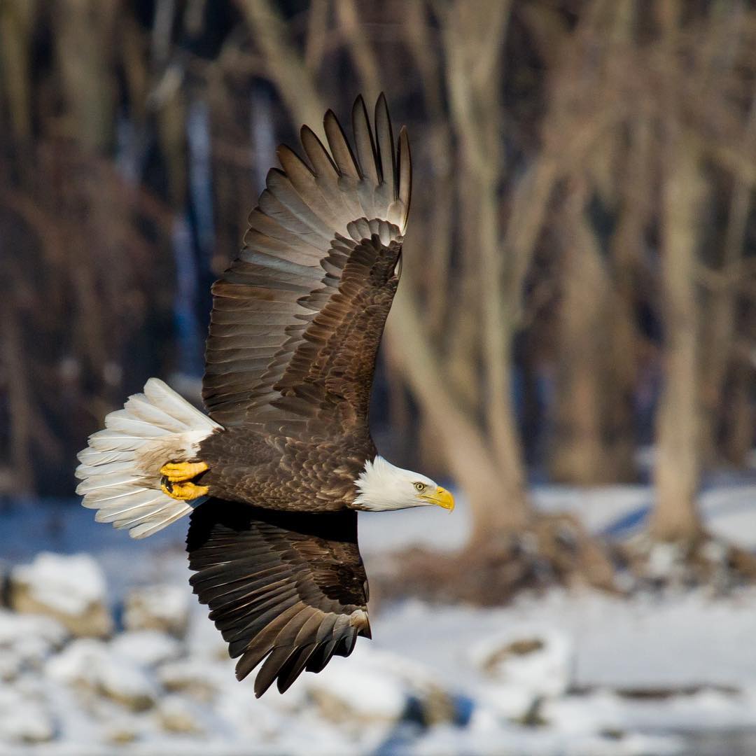 enjoyillinois (@enjoyillinois) on Twitter photo It's our national icon. Have you spotted one yet? 🦅
🔗: bit.ly/bald-eagle-day…
📸: always.moving on Instagram
#TripIdeas #MidwestGetaway
<a href="/VisitAlton/">Alton Regional CVB</a> It's our national icon. Have you spotted one yet? 🦅
🔗: bit.ly/bald-eagle-day…
📸: always.moving on Instagram
#TripIdeas #MidwestGetaway
<a href="/VisitAlton/">Alton Regional CVB</a>