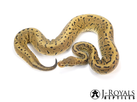 2_reptiles's tweet image. The Potential Of The Pinstripe Ball Python Morph:
The pinstripe ball python is one of the most popular morphs around and the pinstripe ball python potential is vast and wonderful.  #adultballpython #albinopinstripeballpython #babyballpythons #babyballpyt a2zreptiles.com/pinstripe-ball…