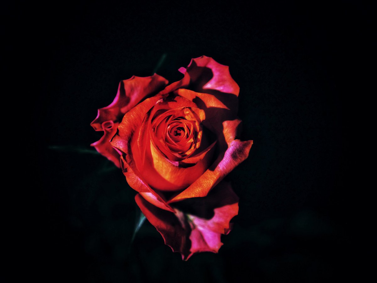 quhl5's tweet photo. Die dunklen Rosen, Teil 2. Vor einem Fenster in der Nacht fotografiert. / The dark roses, part 1. Photographed in front of a window at night. #photography #darkroses #minimalism #roses #mystic https://t.co/QxiTbwWMU0