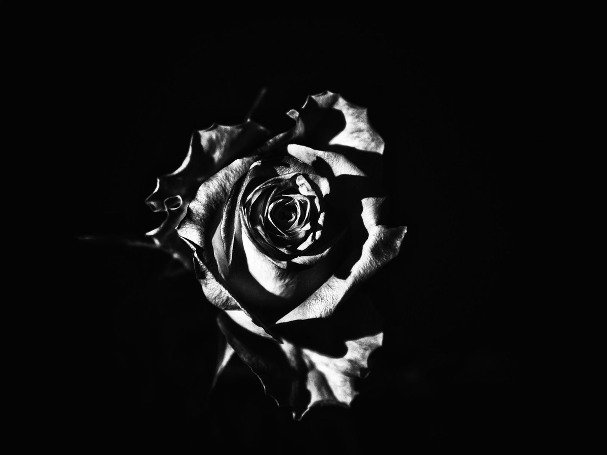 quhl5's tweet photo. Die dunklen Rosen, Teil 2. Vor einem Fenster in der Nacht fotografiert. / The dark roses, part 1. Photographed in front of a window at night. #photography #darkroses #minimalism #roses #mystic https://t.co/QxiTbwWMU0