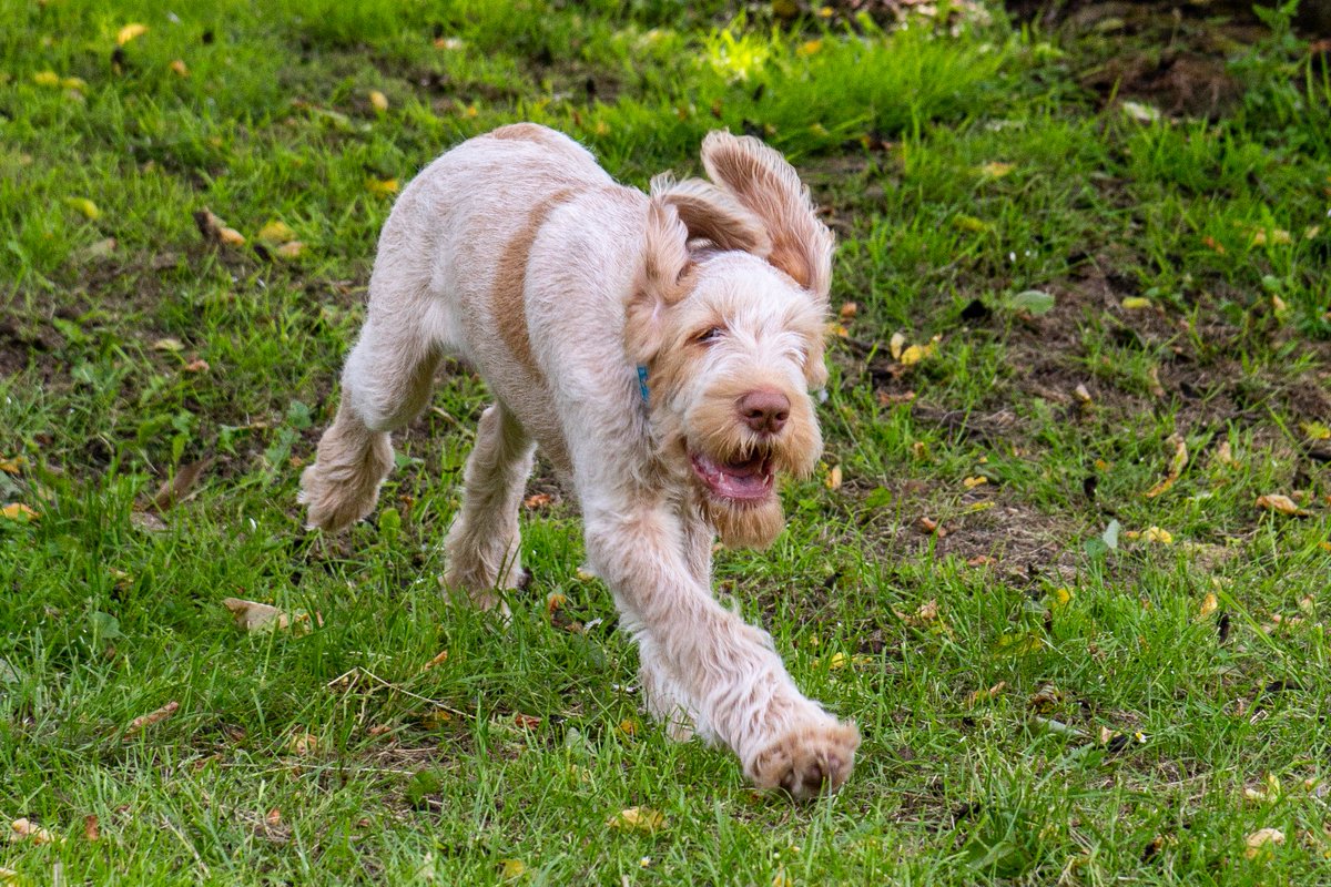 DogsBGood's tweet photo. Not a day to control the ears #windy #spinone #runinthewind #SaturdayMotivation https://t.co/g2jep7P1b9