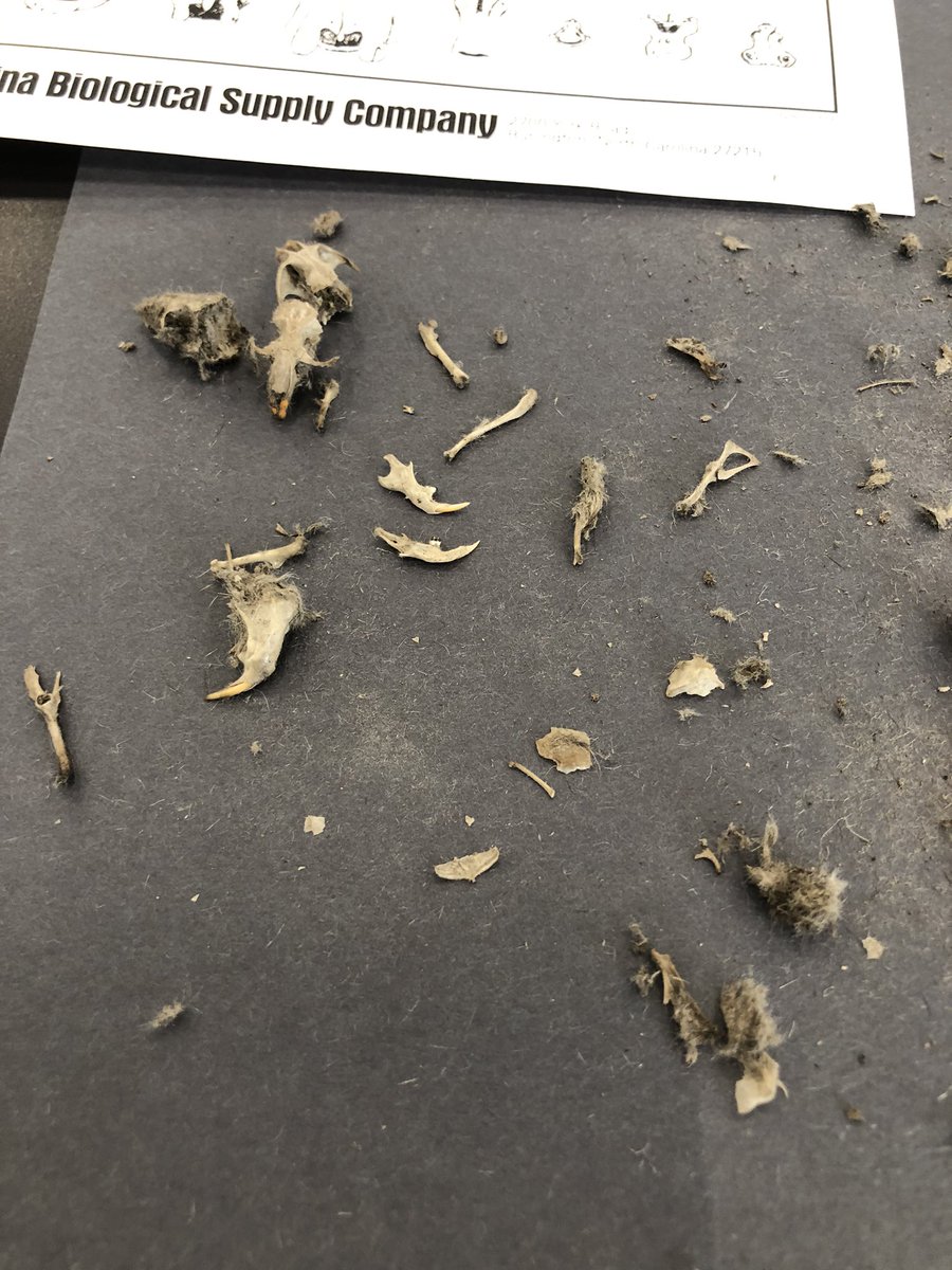 TremontMissm's tweet image. My first owl pellet dissecting! 3 skulls! #learners @theLibraryBug @pastfoundation #exploreratlarge