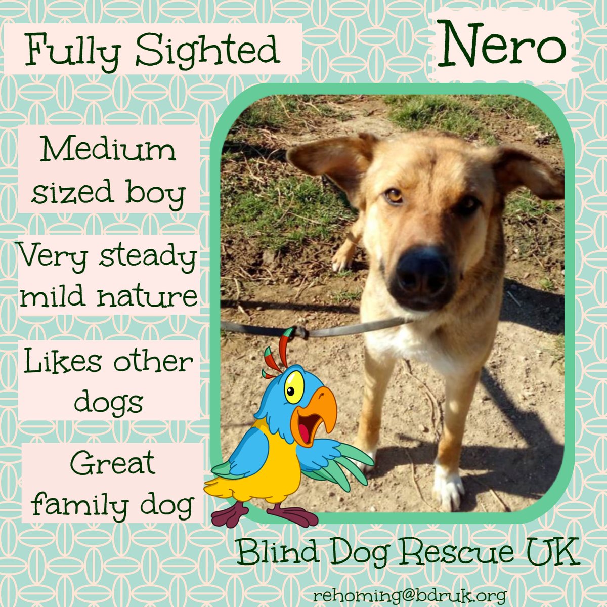 The_Animal_Team's tweet photo. Nero loves people &amp; other dogs. He's a Mastin cross of some kind so has a very steady, mild nature. He was rescued on the day he was due to be PTS so he's a lucky lad indeed!  He's currently in Spain but ready to travel ASAP! #AdoptDontShop #dogsarefamily https://t.co/033Uqm0JKZ https://t.co/cvT9kZ7975