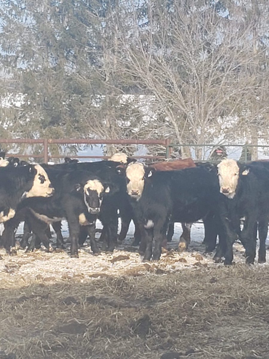 carrollauctions's tweet photo. Some great @CdnSimmental @CAN_Hereford @cdnangus cross calves heading to Cookstown THIS THURSDAY out of Quebec!
At Cookstown we are ATQ compliant and love it when our Quebec producers send cattle our way! https://t.co/BcFacD11iO
