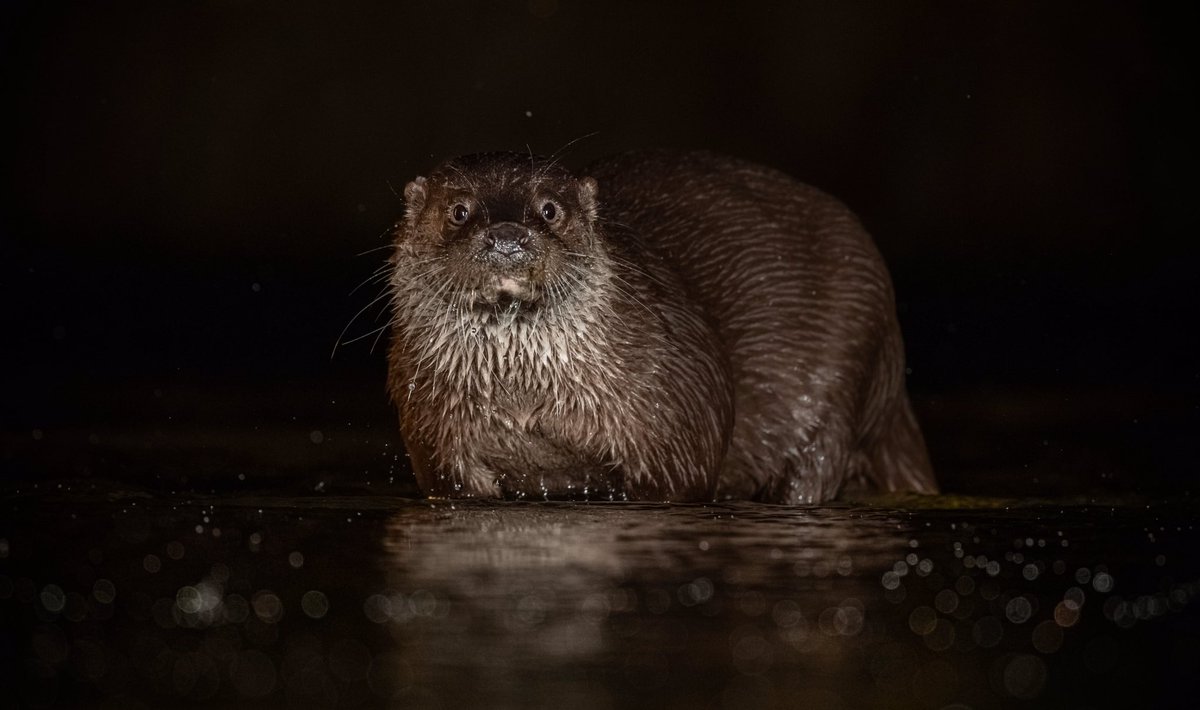 Last weekend I met this cheeky guy 🦦😍