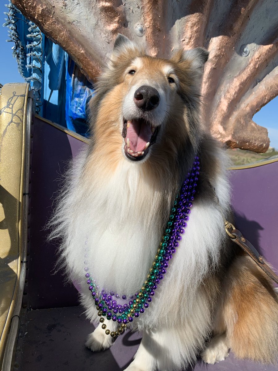 reveille's tweet image. Enjoying my weekend in Galveston with my @AggiesByTheSea as they get ready for tonight’s @MardiGrasGalv parade!!! ⚜️😊🐾