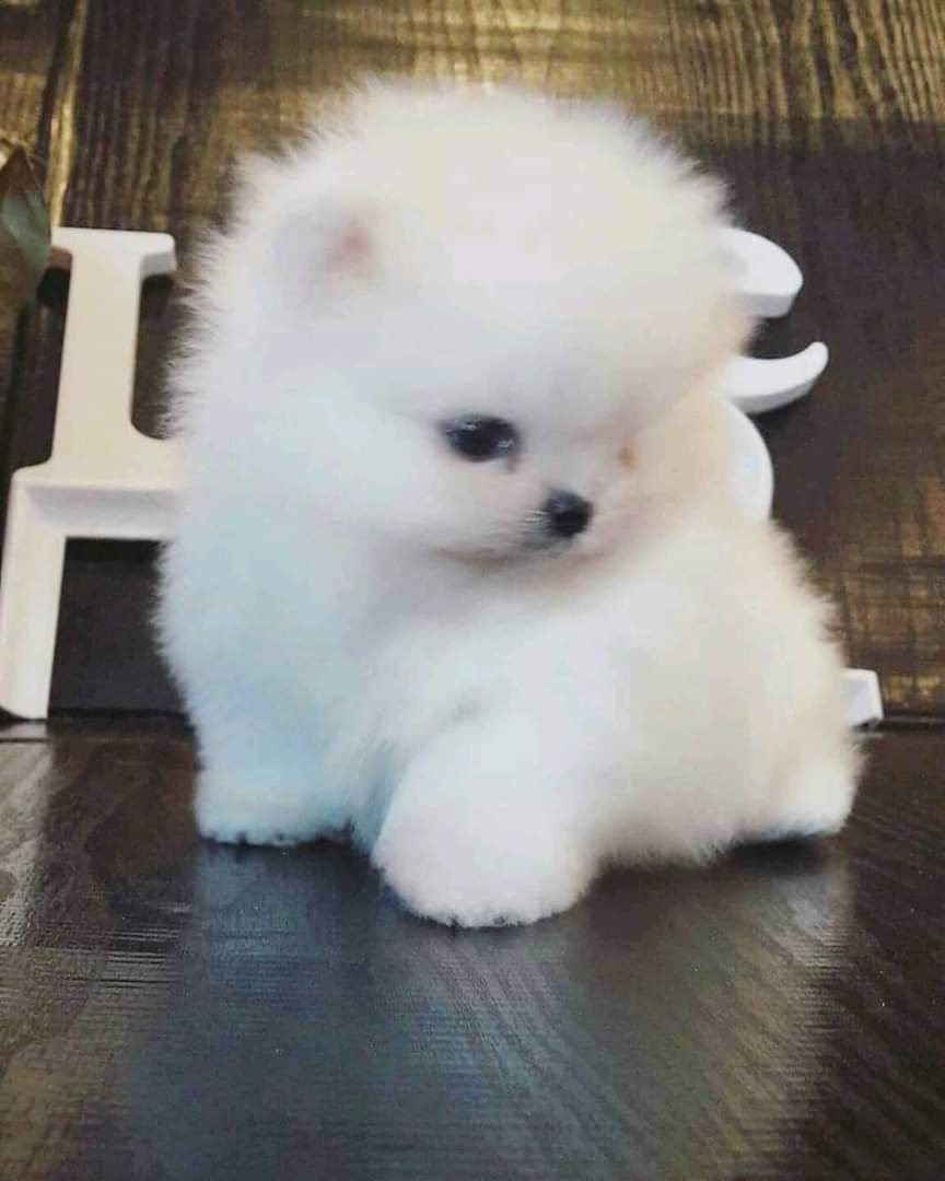 Out for adoption if you are interested it's so cute and loving her a nice beautiful pets around