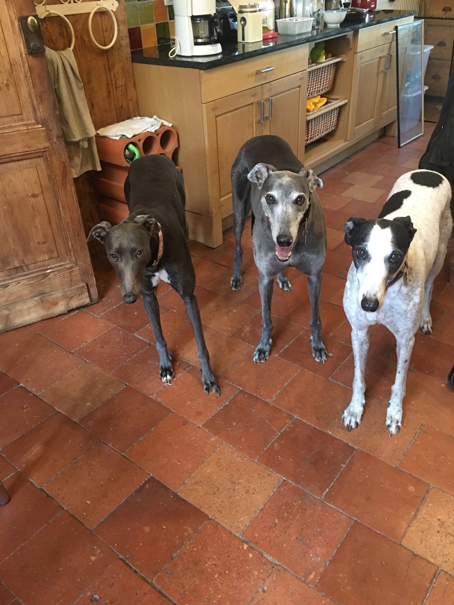 droopys_reason's tweet photo. Yes! We would like ducks’ hearts for supper ... https://t.co/ZbPHFubNfH